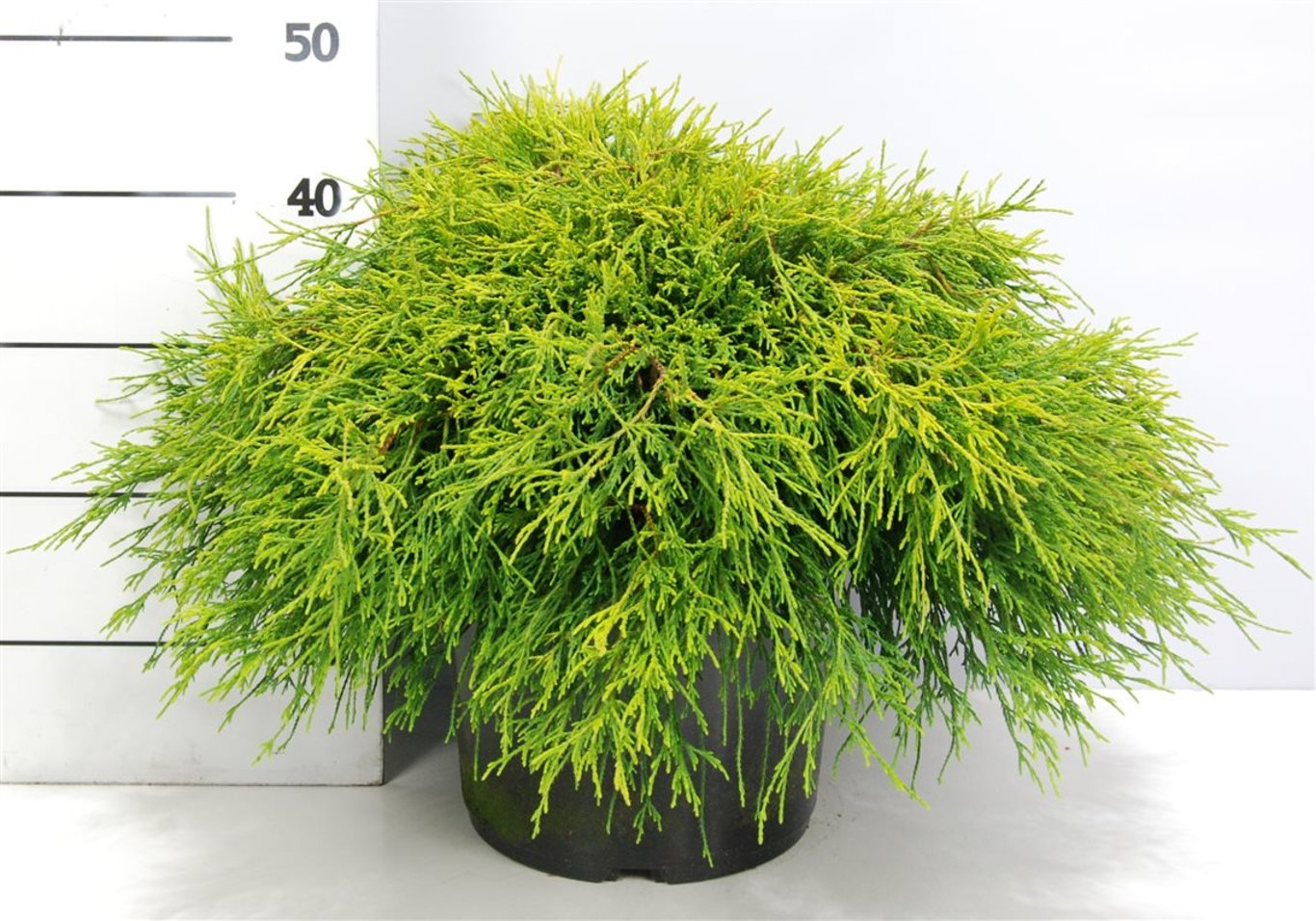 Ädelcypress – Chamaecyparis pisifera 'Sungold' - C12 50-60 cm.